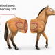 Illustration for article titled Horse Corking In Polo: What You Need To Know